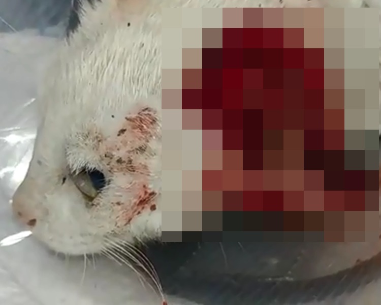 $!title_without_url!$