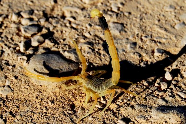 $!title_without_url!$