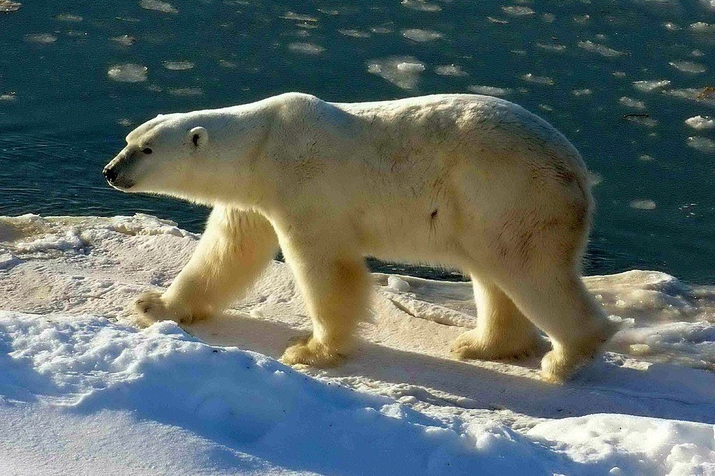 $!title_without_url!$