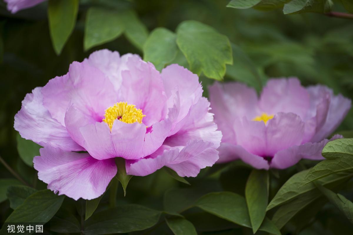 $!title_without_url!$