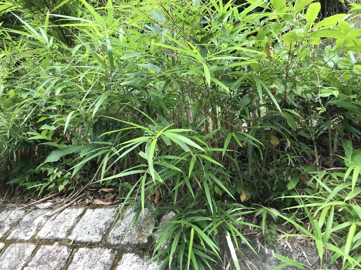 $!title_without_url!$