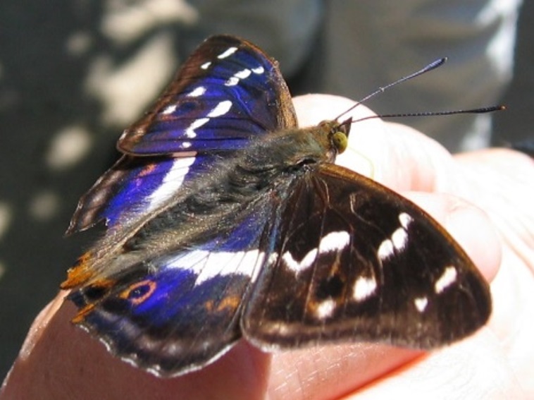 $!title_without_url!$