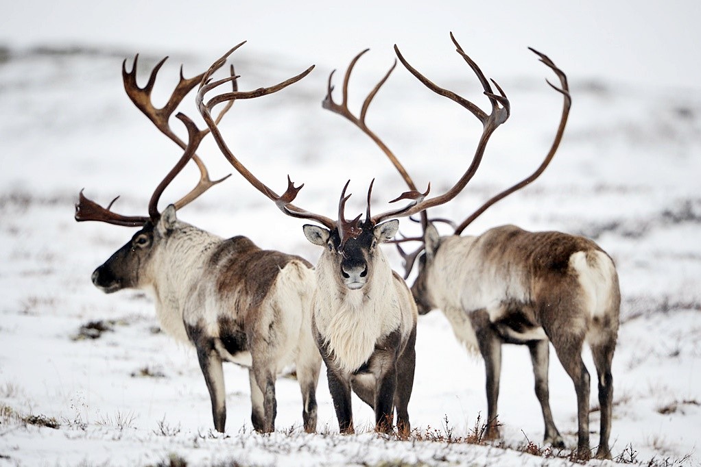 $!title_without_url!$