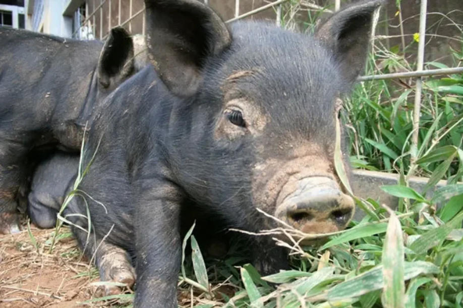 $!title_without_url!$