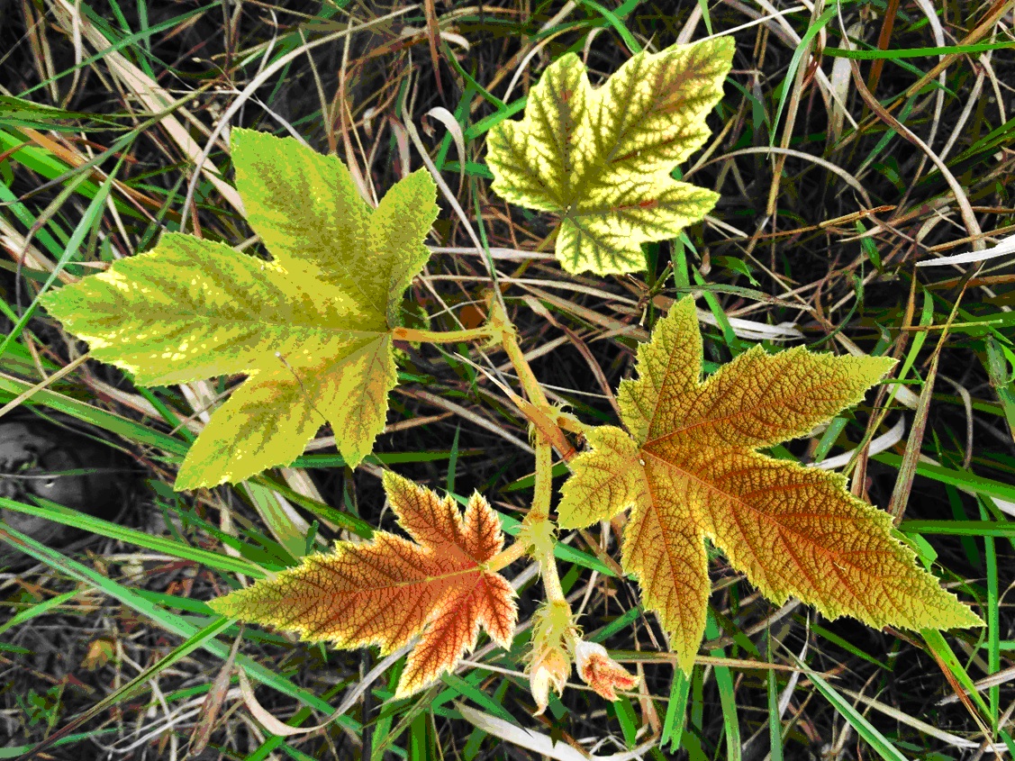 $!title_without_url!$