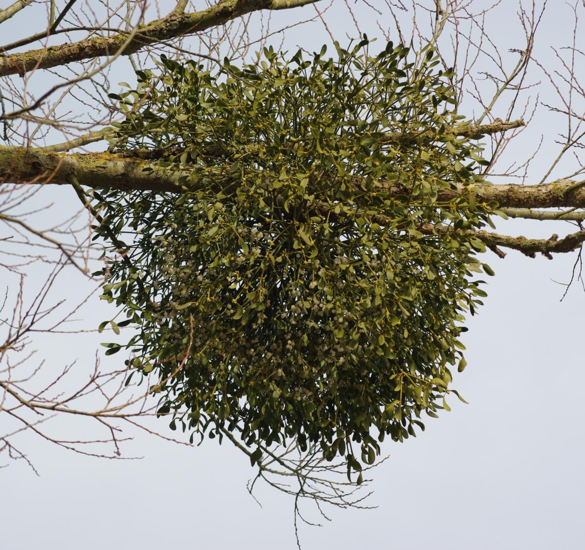 $!title_without_url!$