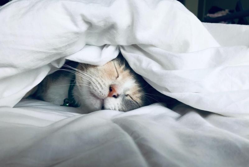 【小編薦書】長夜漫漫無心睡眠？關於睡眠的秘密都在這裡