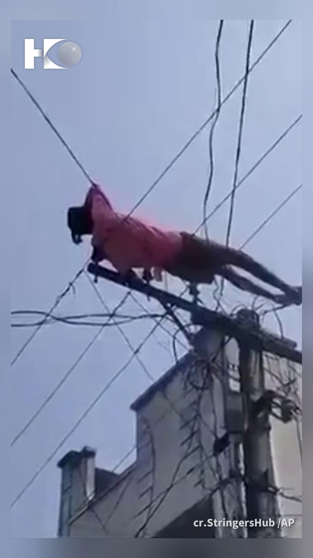 indian on wires