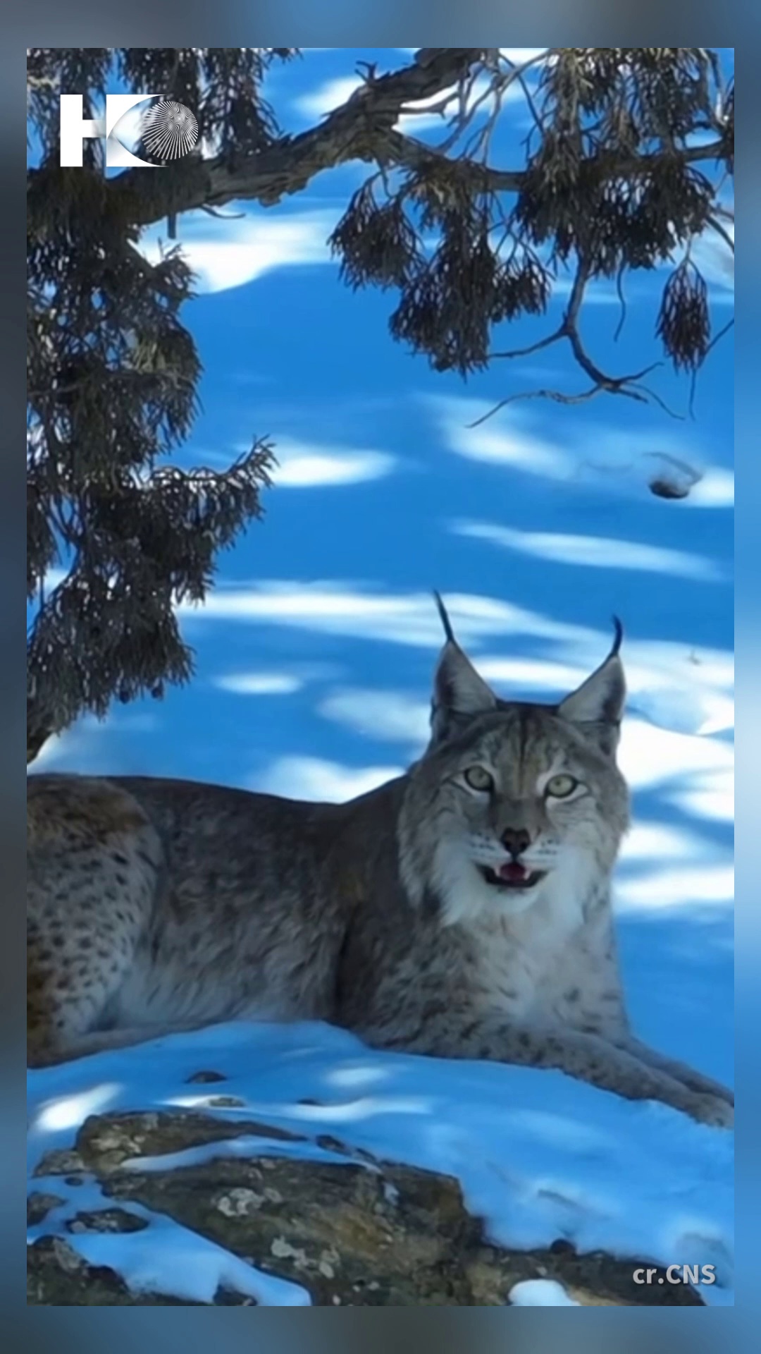 lynxes