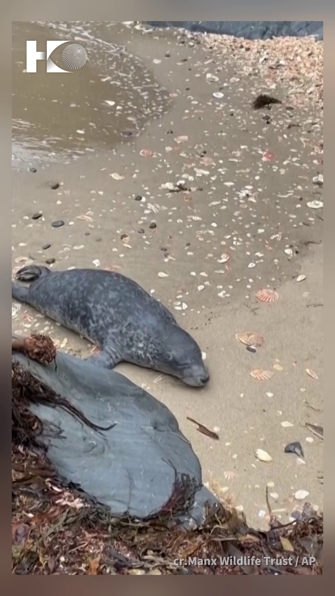 lantern seal